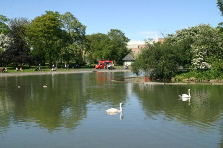 Swans swimming in a large lake with an ice cream truck in the distance